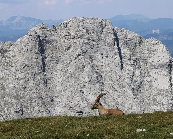 Steinbock im Hochschwabmassiv