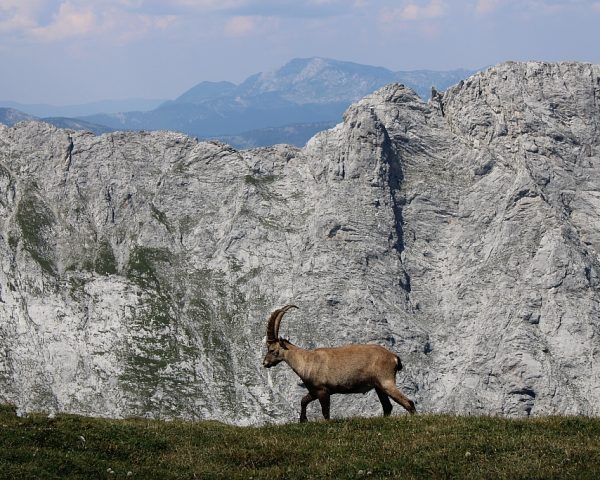 Steinbock am Hochschwab