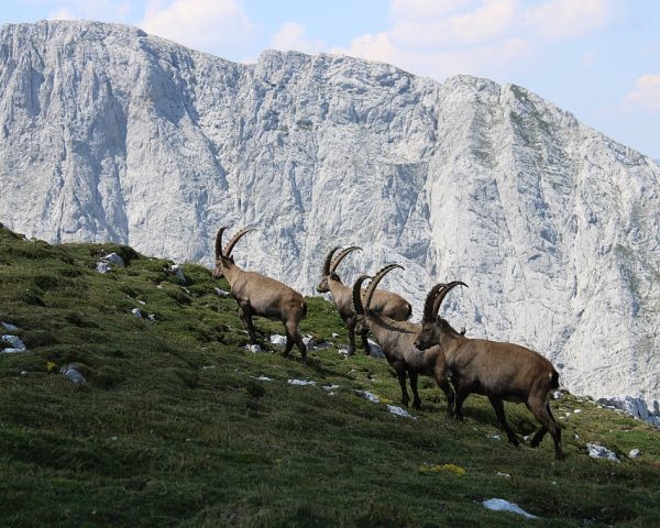 Rudel Steinböcke am Hochschwab