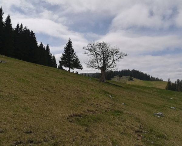 sdr